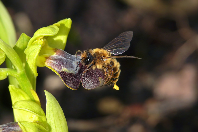 Quale Andrena su Ophrys iricolor lojaconoi?  Andrena cfr. nigroaenea